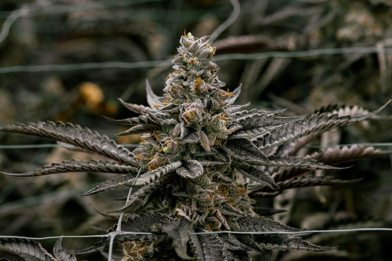 Photograph of product: Pre-roll: Gelato Cake