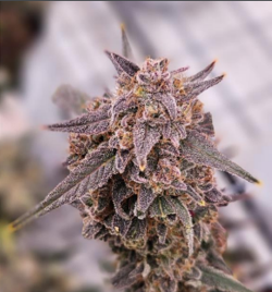 Photograph of product: Fatso x Banjo | 7g