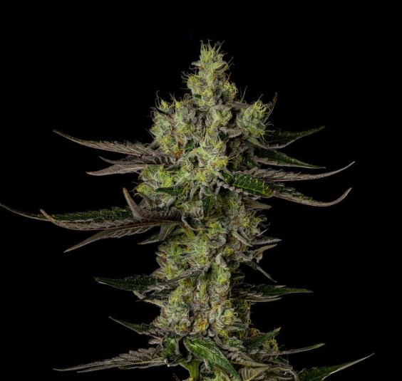 Photograph of product: Orange Strollo | 3.5g