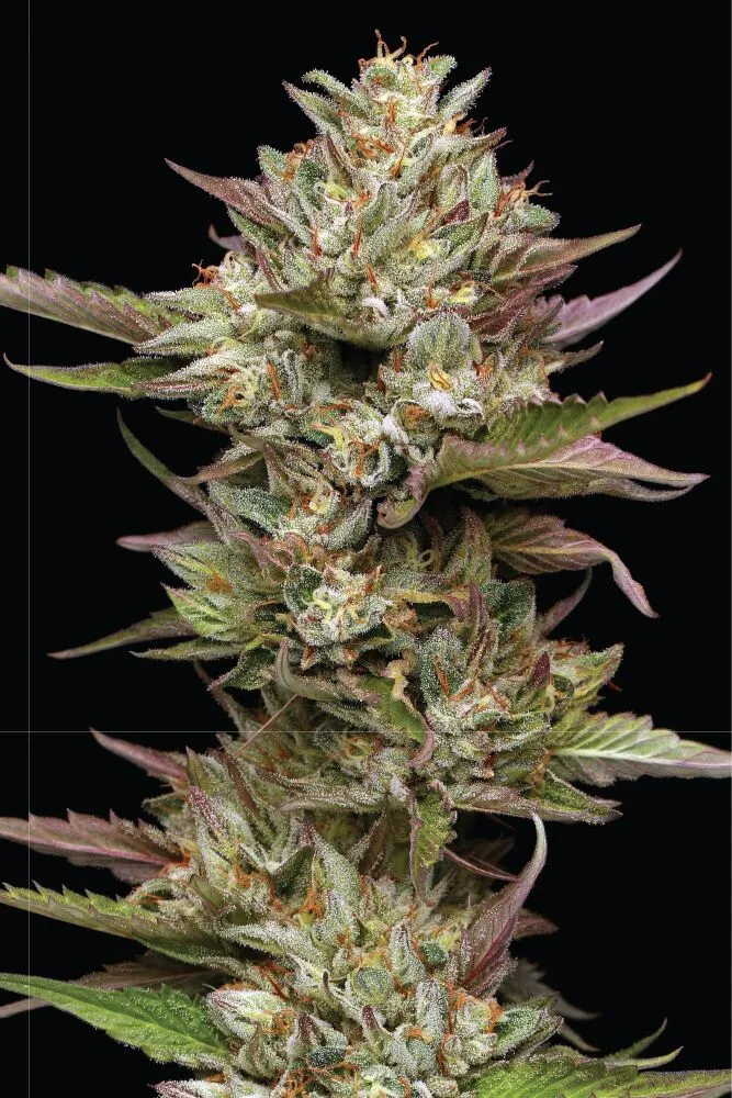 Photograph of product: Humboldt Seed Co - Moon Fog 5pk
