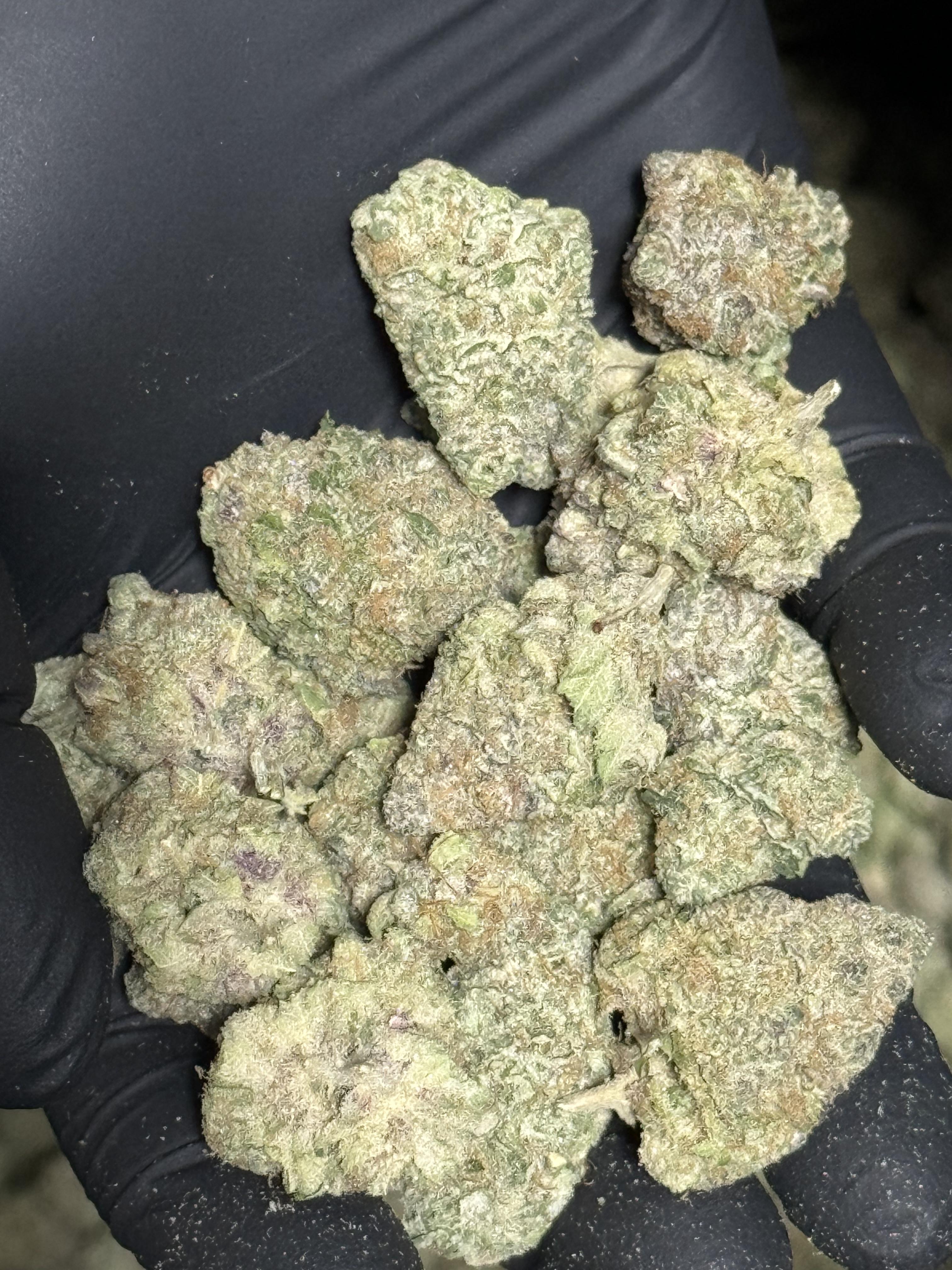 Photograph of product: Forge - - Boofscotti - 3.5g