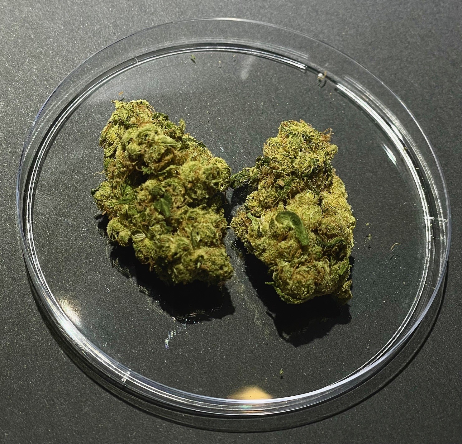Photograph of product: Dutch Treat - 28g