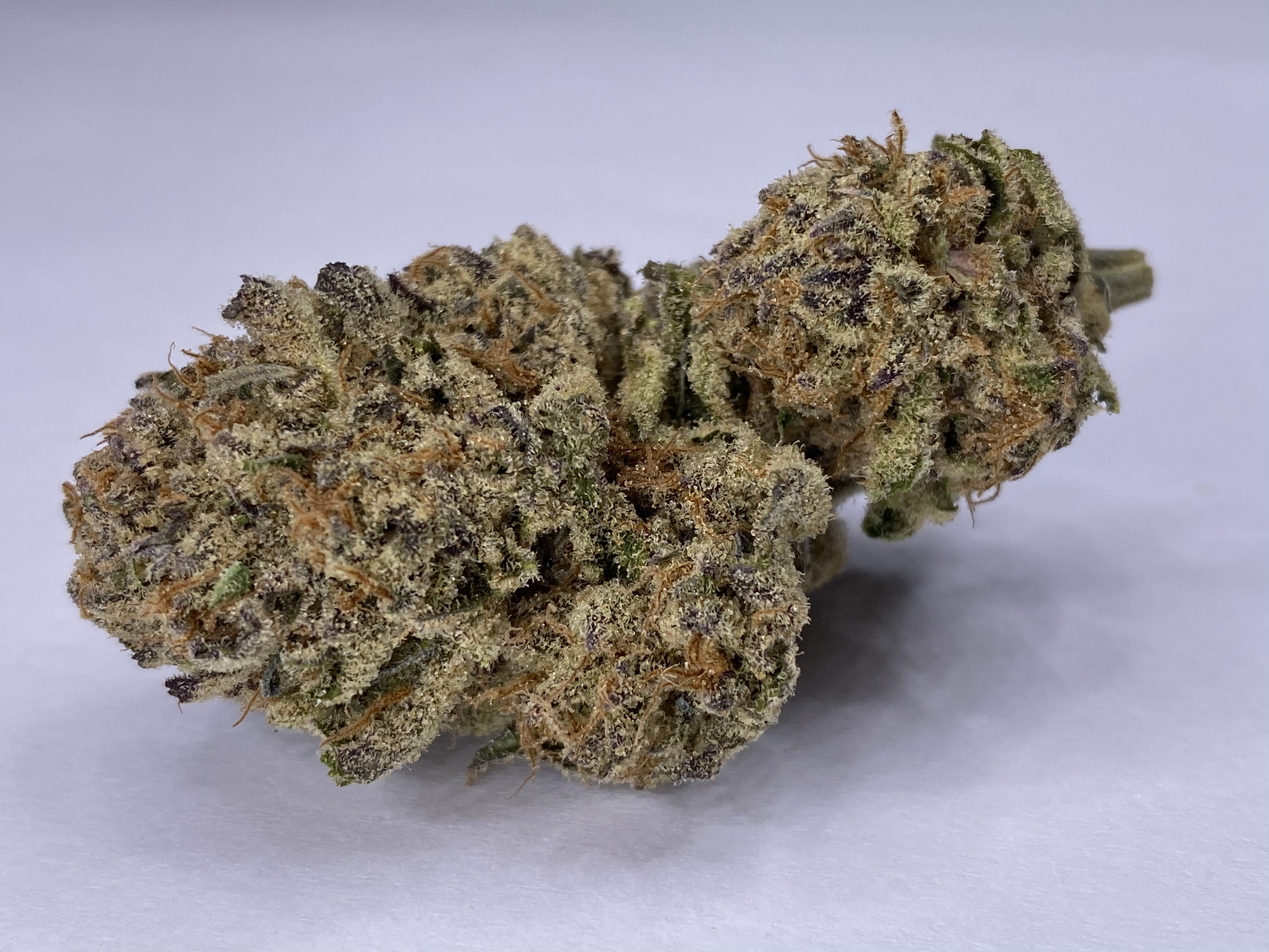 Photograph of product: Mimosa - 14g