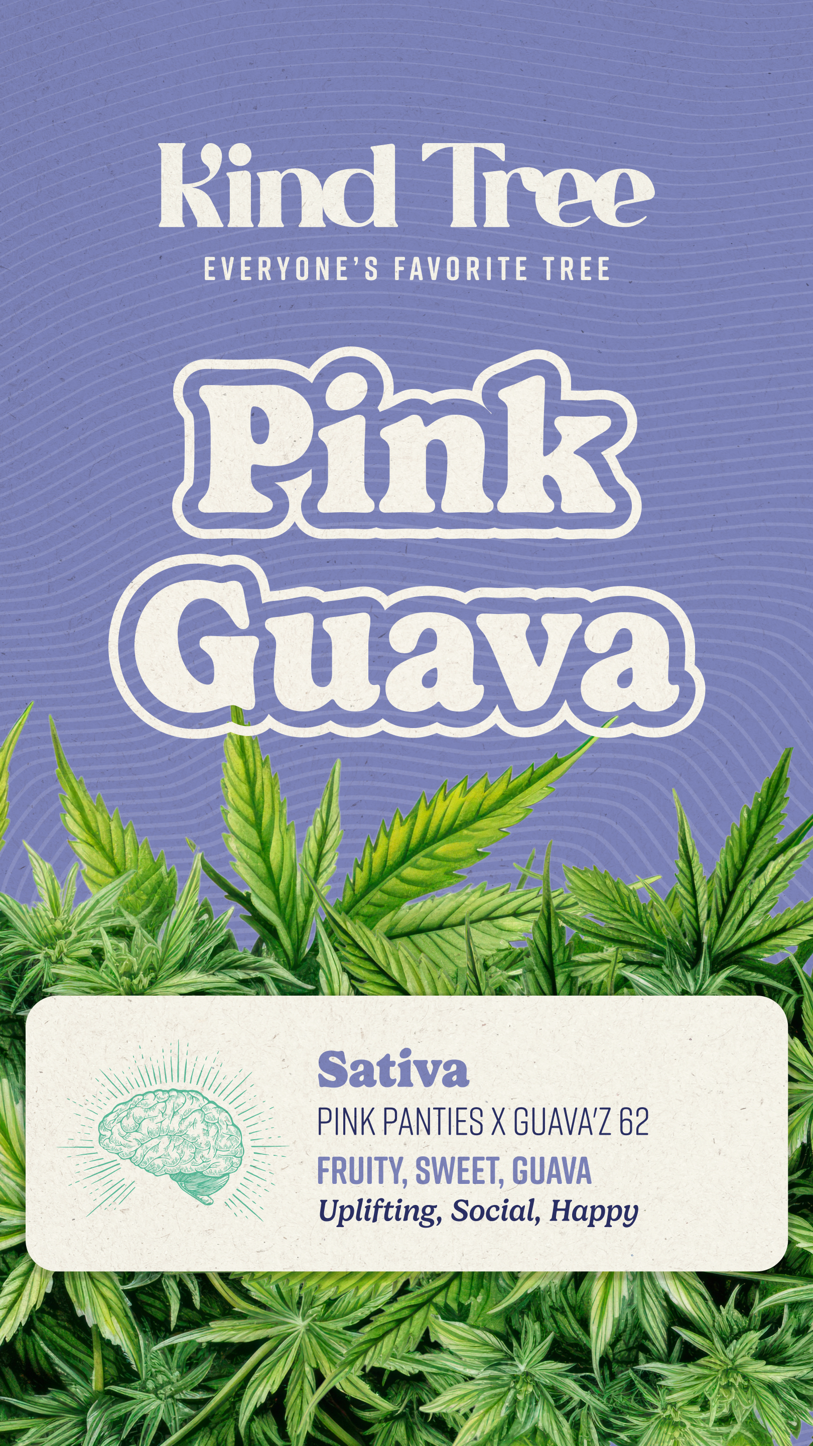 Photograph of product: Pink Guava | Preroll Pack | 2.5g | 5-Pack