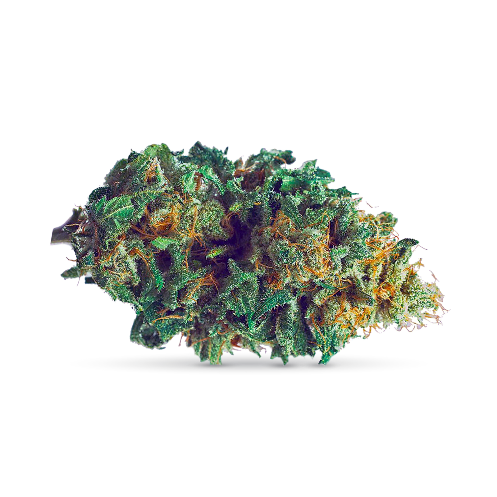 Photograph of product: Harlequin (DOH) - 7g