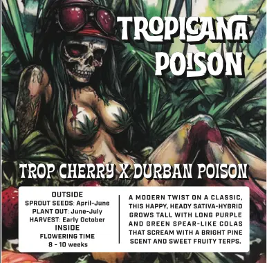 Photograph of product: Supernaturals | Tropicana Poison | Feminized Seeds 5pk