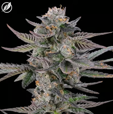 Photograph of product: Mint Diesel | Pre-Pack | 3.5g | 25912