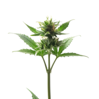 Photograph of product: $30 - Tokyo - Peanut Butter Crunch Clone