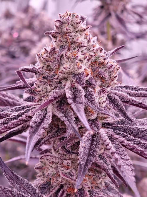 Photograph of product: Blueberry | TAX INCLUDED - 28g