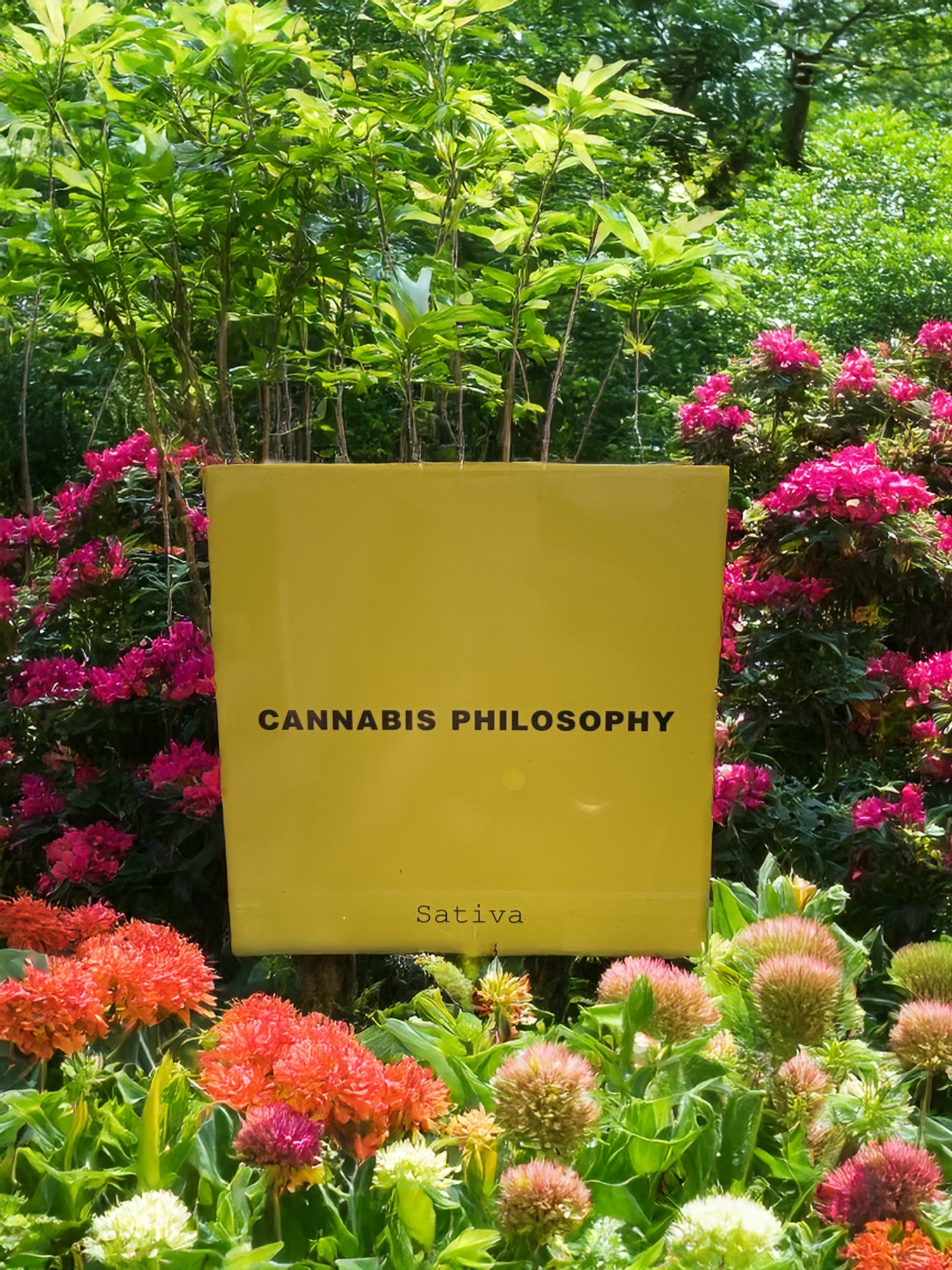 Photograph of product: Oui'd Philosophy - Lambs bread - 3.5g - au chocolat Infused Flower
