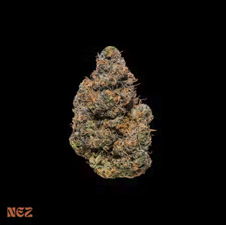 Photograph of product: Black Maple #22 - 14g