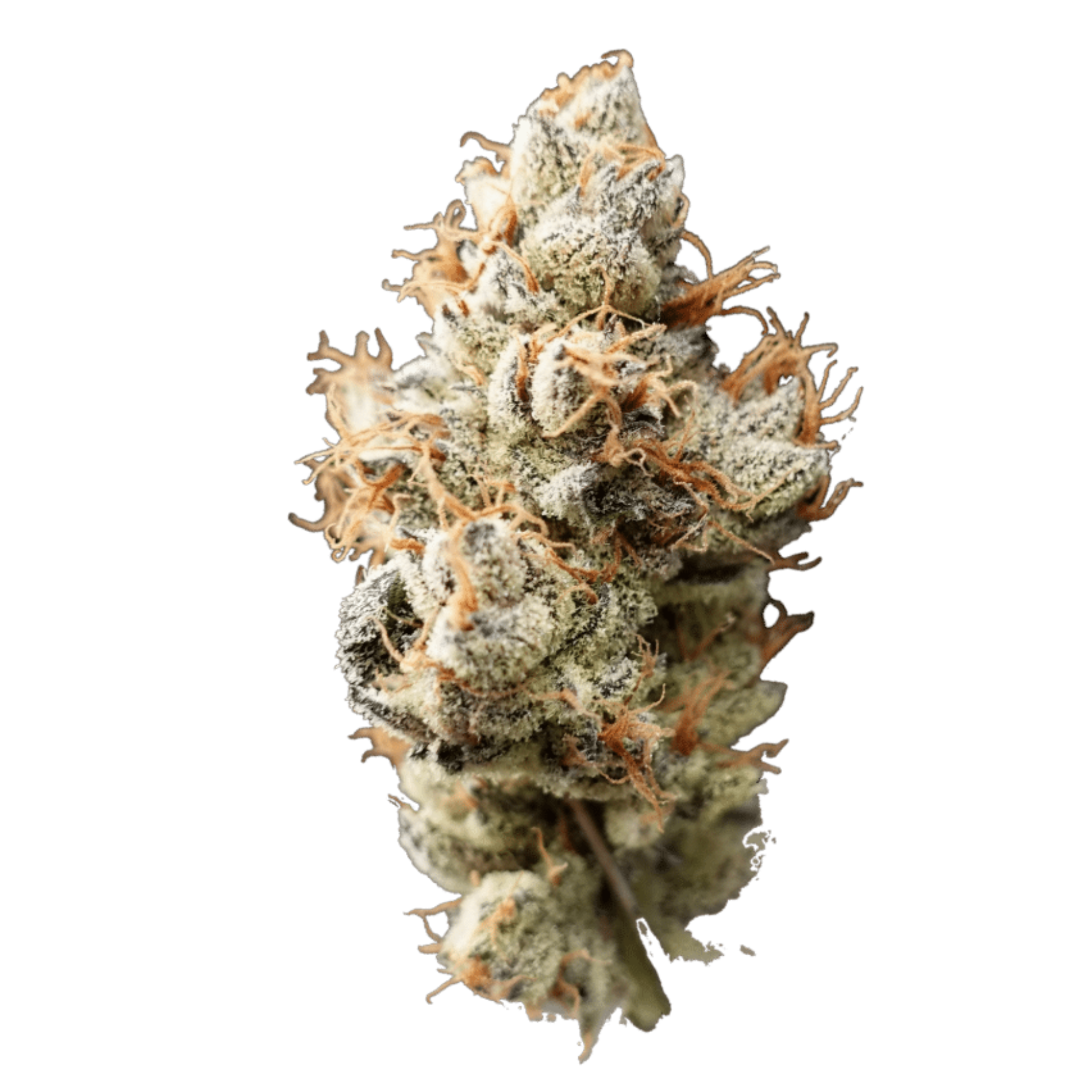 Photograph of product: Apple Fritter | 1/8 Indoor Flower | - 3.5g