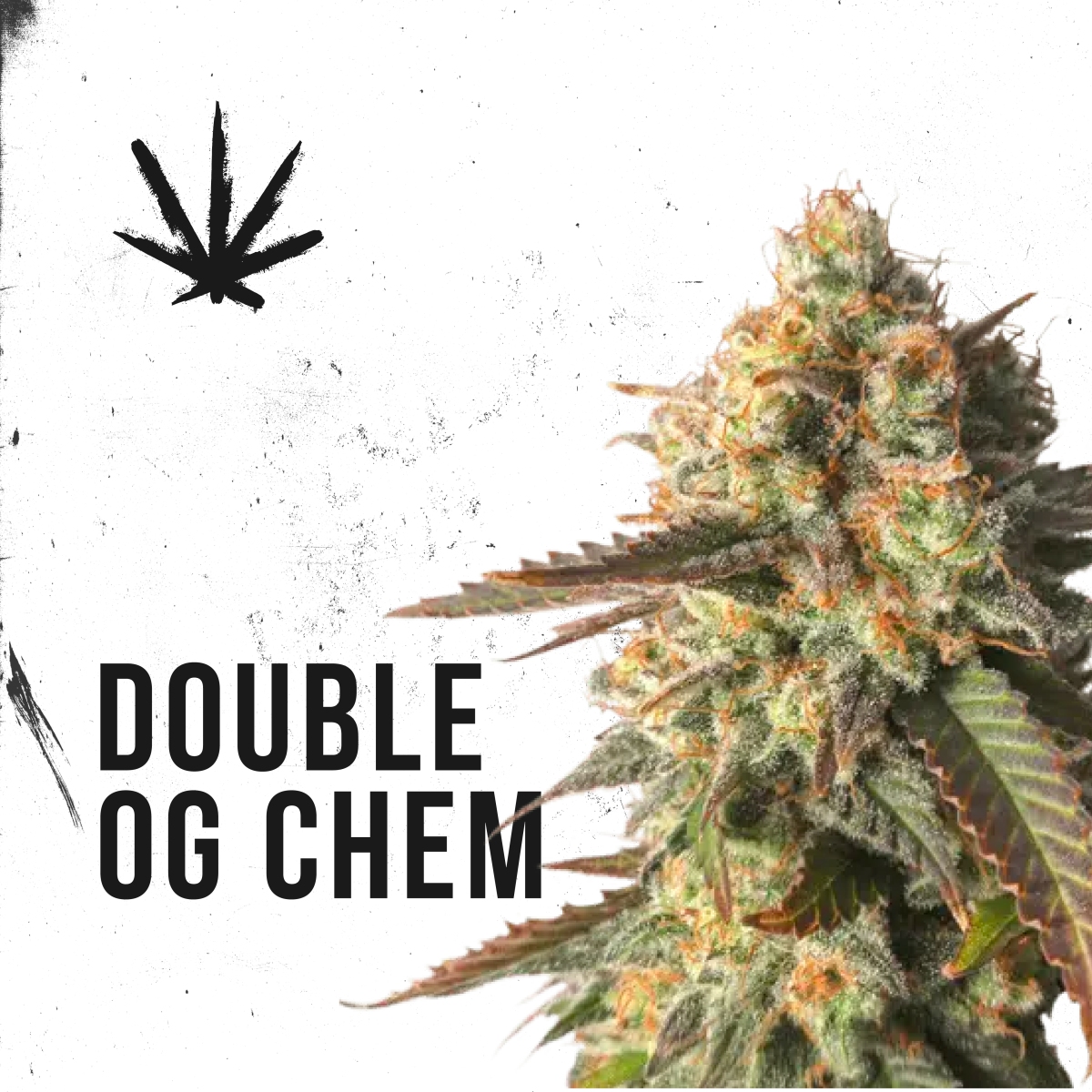 Photograph of product: Double OG Chem (Smalls) - 28g