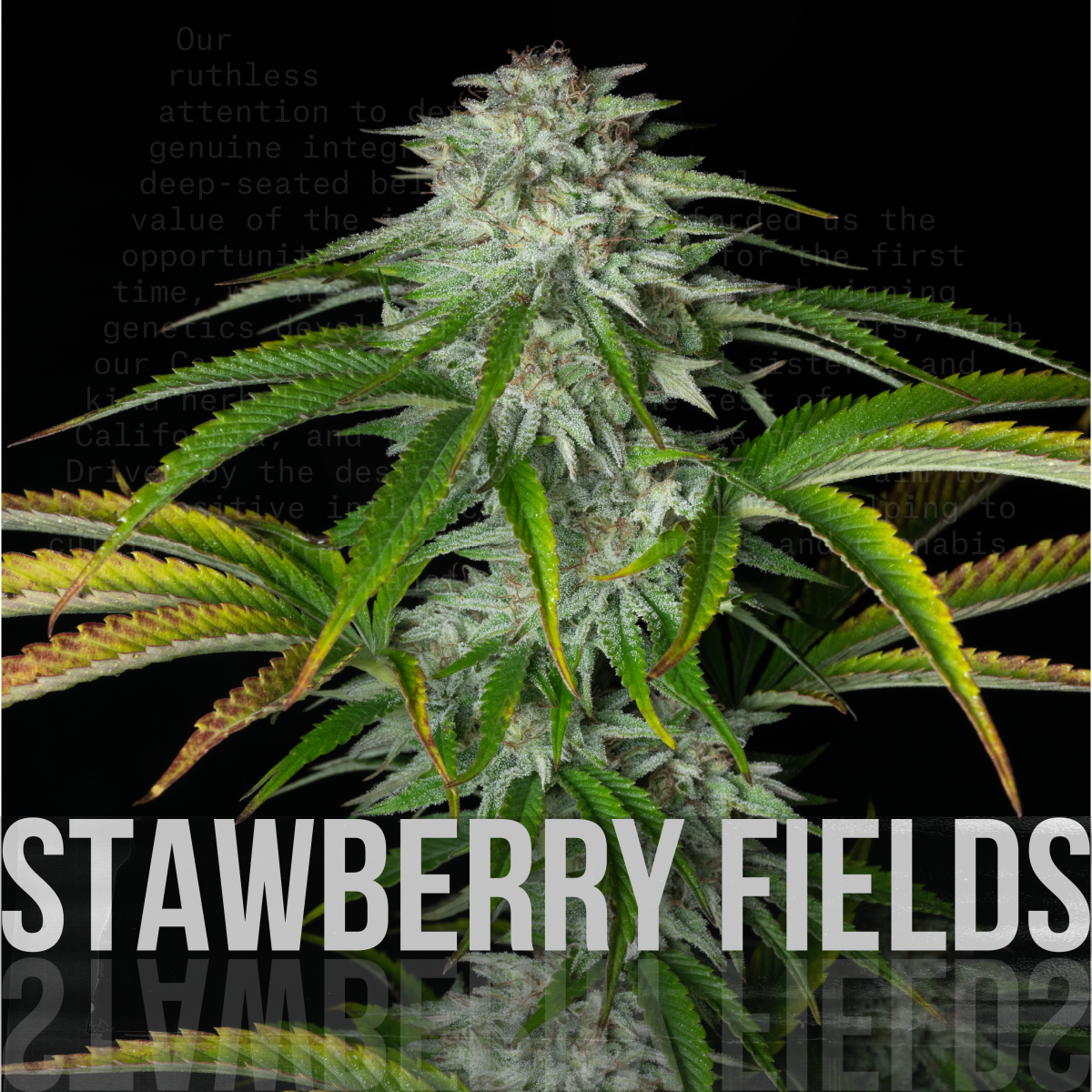 Photograph of product: Rebel Grown | Strawberry Fields x Double OG Chem | 1g Pre Roll