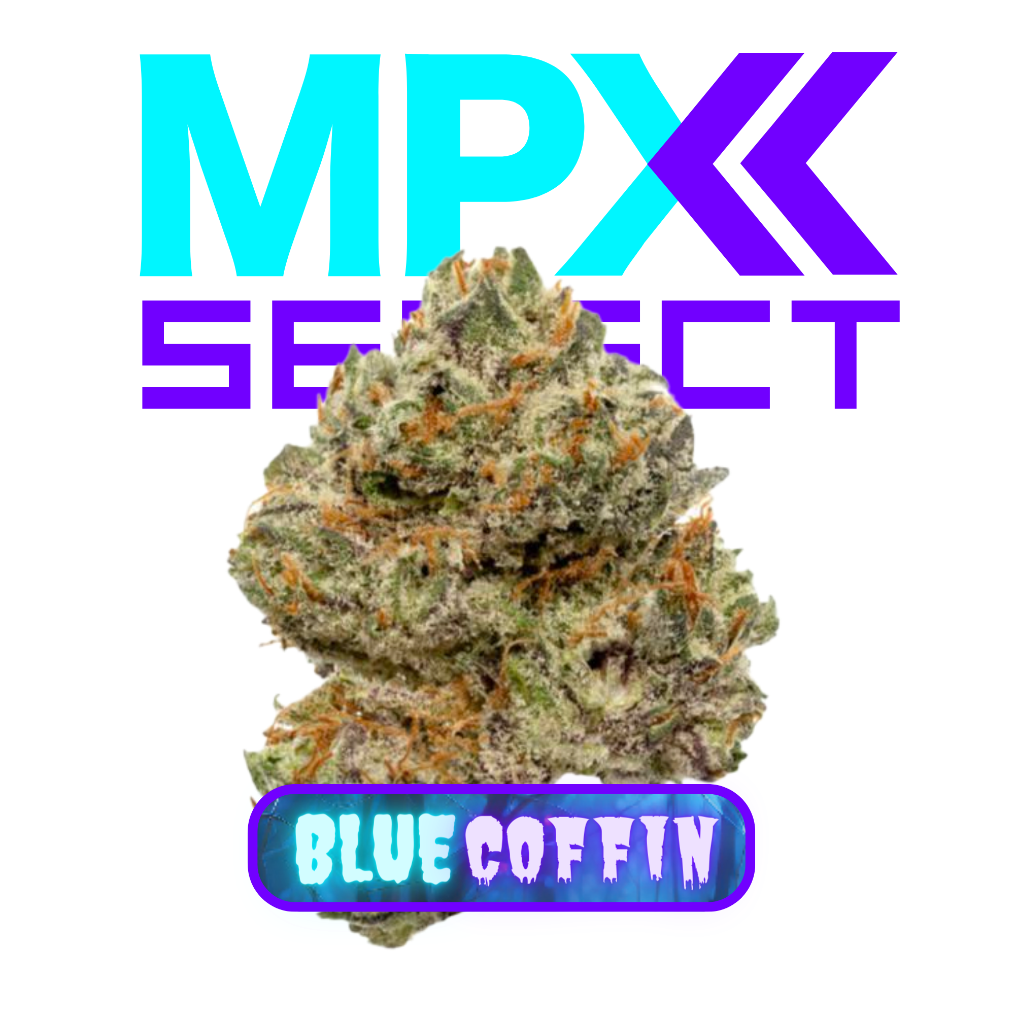 Photograph of product: MPX Select Blue Coffin Flower - 3.5g