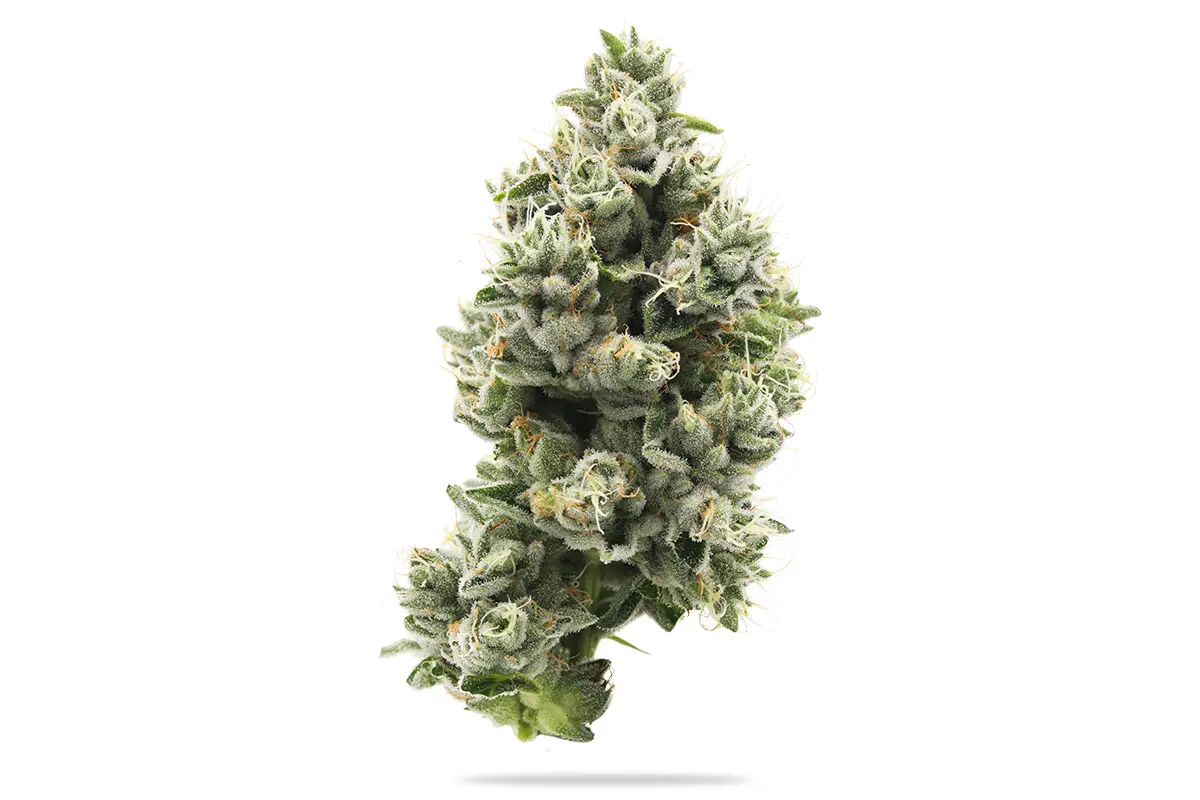 Photograph of product: Fresh | Funk Nectar - 3.5g