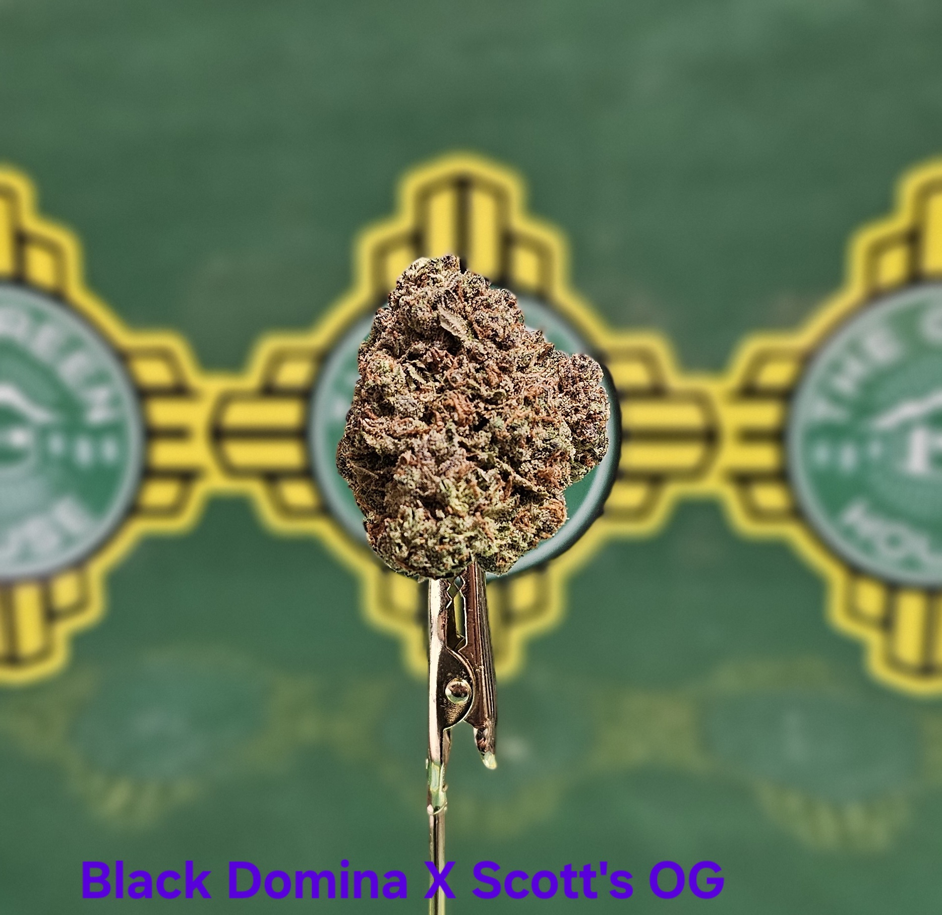 Photograph of product: Black Domina X Scott's OG - (I) - 28g