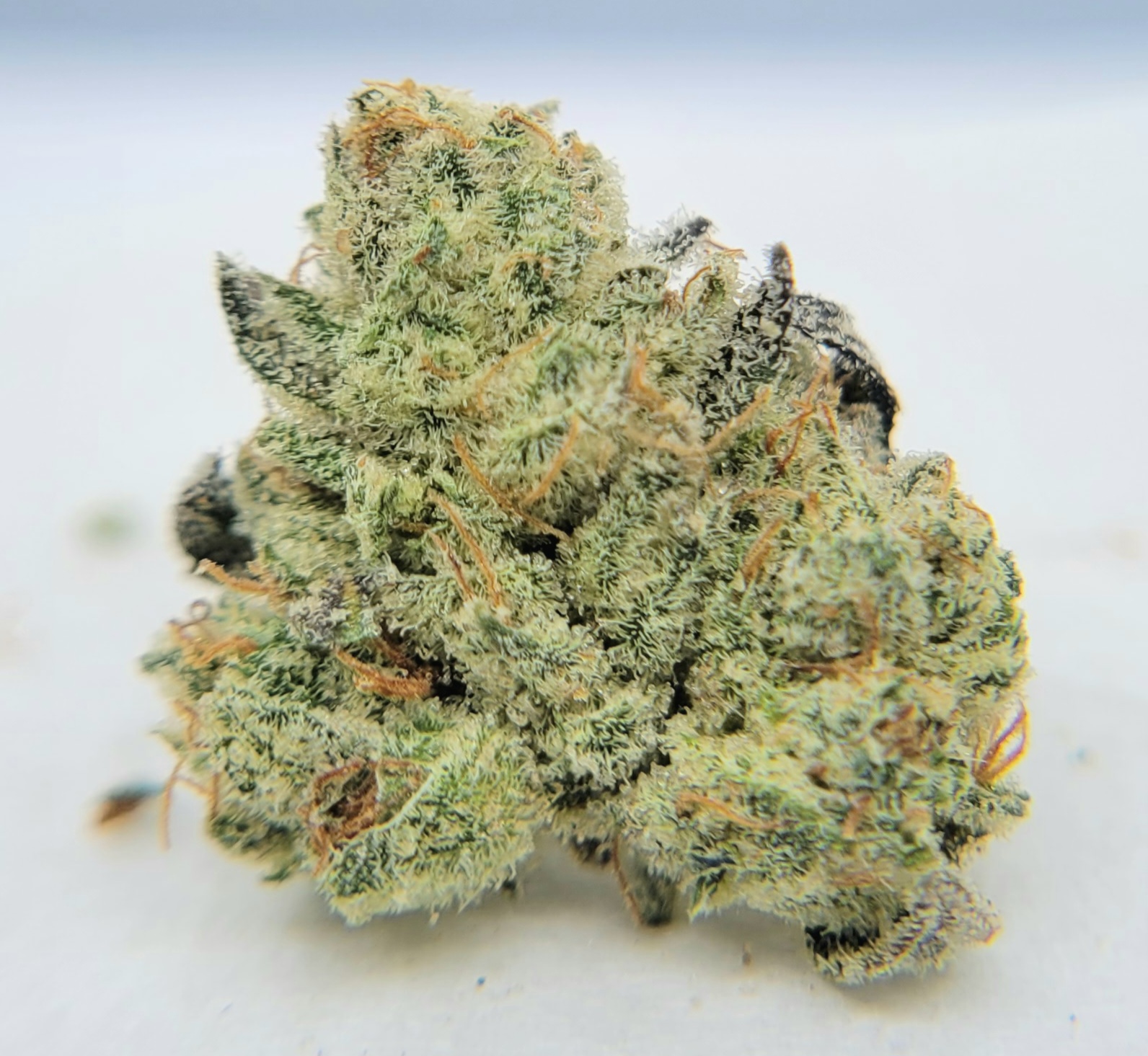 Photograph of product: Nightmare OG Shake Ounce - 28g