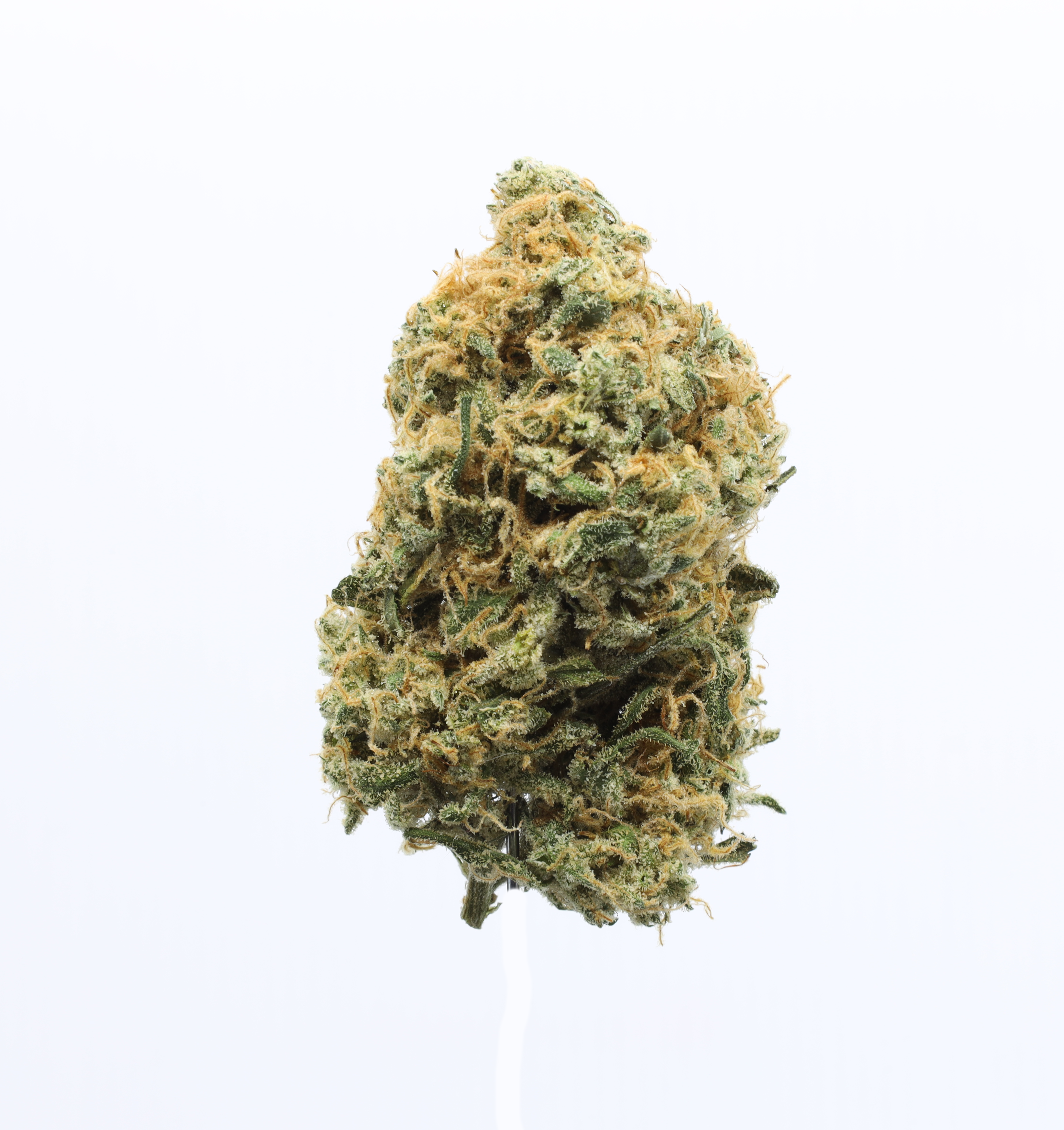 Photograph of product: PANAMA RED (S) 3.5G