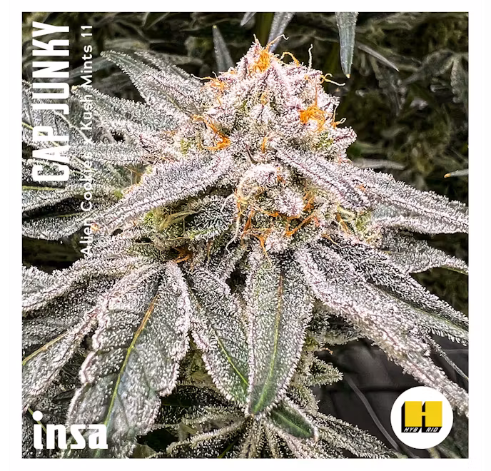Photograph of product: Cap Junky 3.5g