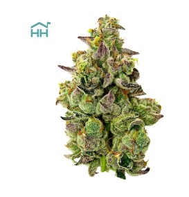 Photograph of product: GMO | TAX INCLUDED - 28g