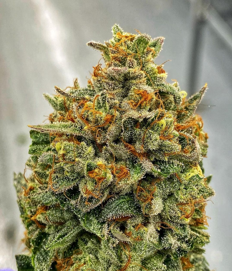 Photograph of product: Purple Island Funk Premium Flower - 28g