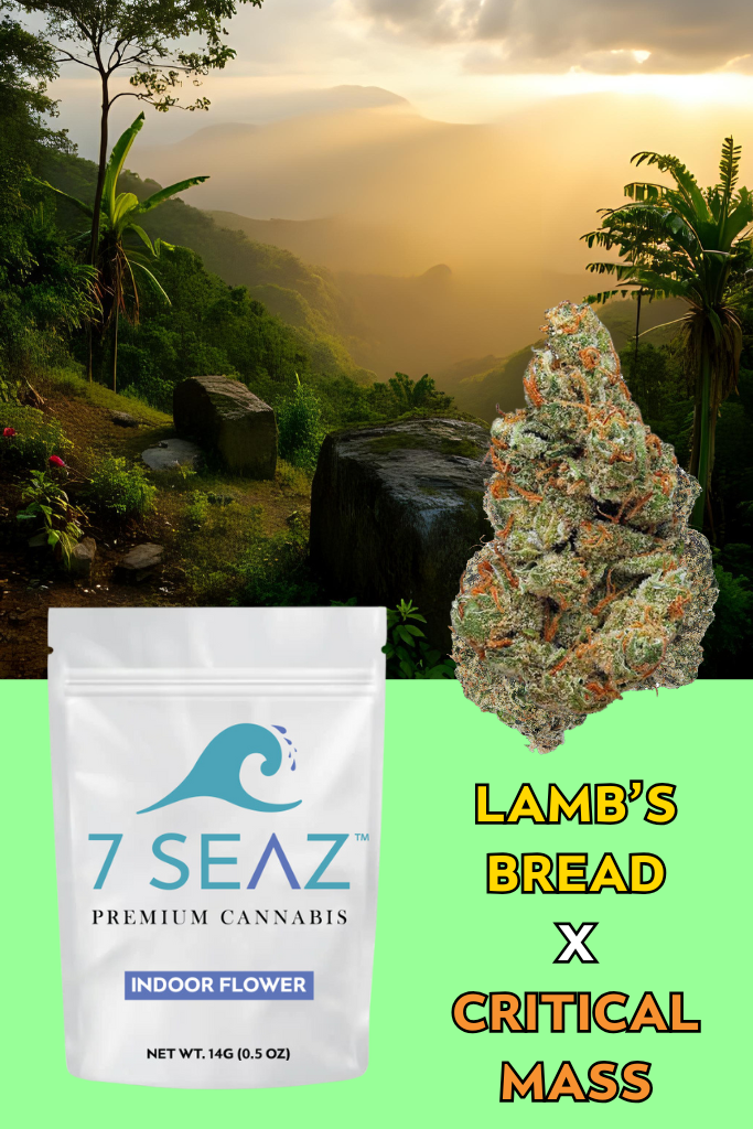 Photograph of product: Lamb's Bread x Critical Mass Flower | 7SEAZ - 14g