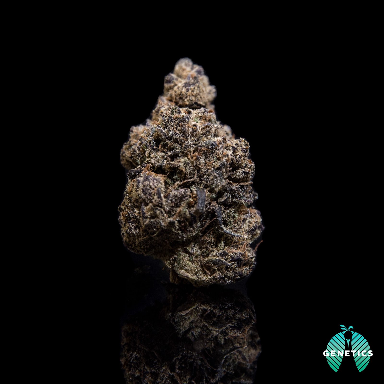 Photograph of product: Maitri Wookie Burger Premium Flower 7g
