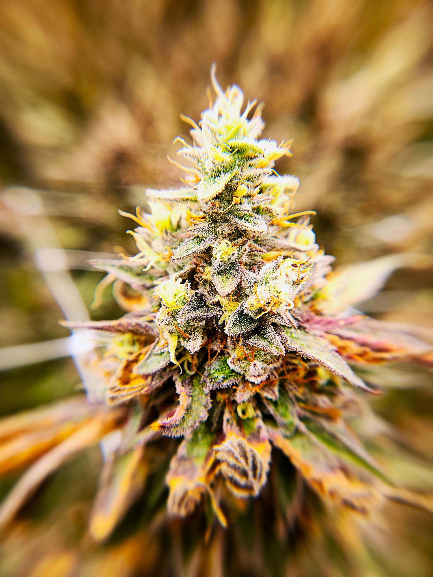 Photograph of product: LOCAL LEAF - TRIPPLE CHOCOLATE CHIP 3.5 GRAMS