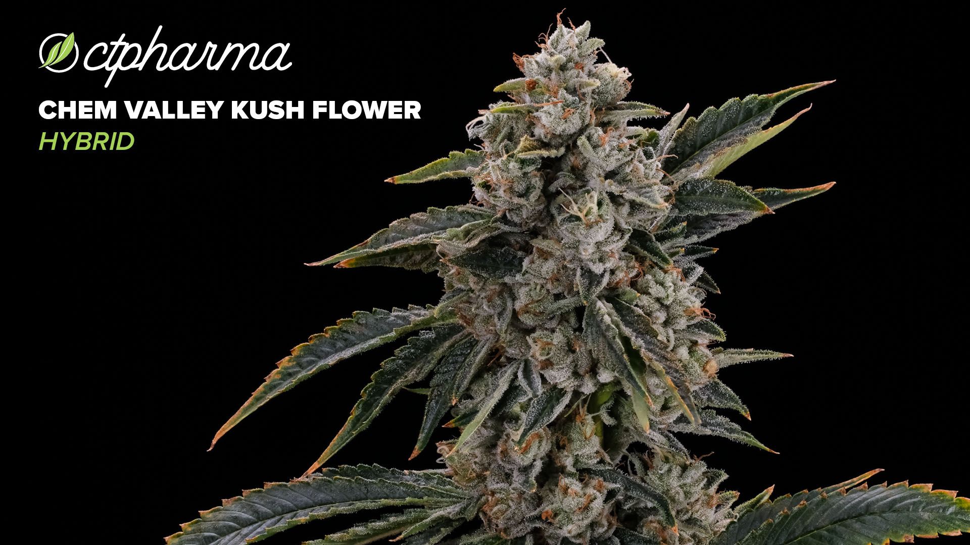Photograph of product: CTPharma Chem Valley Kush Whole Flower 28.90% (H) 3.5g - 26141