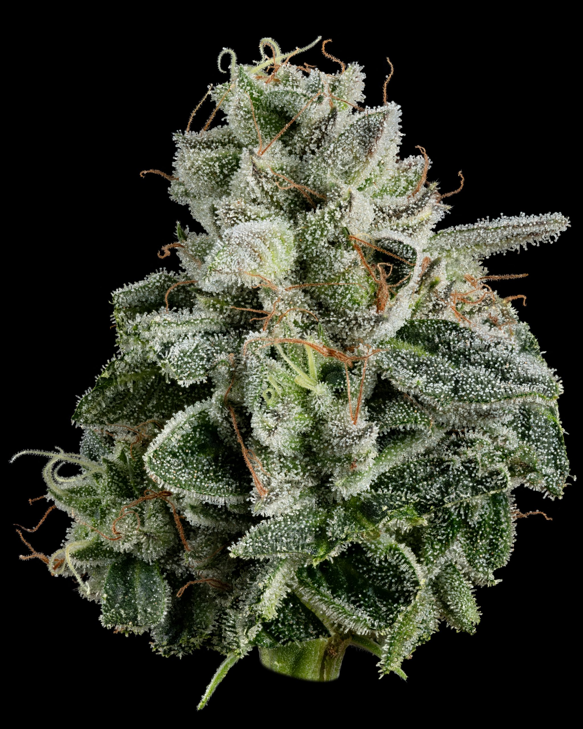 Photograph of product: Pie Dough Fresh Packed - 28g