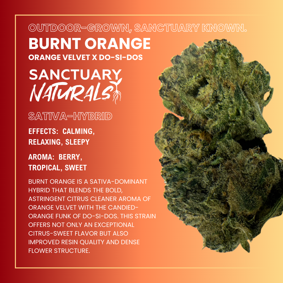 Photograph of product: Sanctuary Naturals 3.5g Burnt Orange