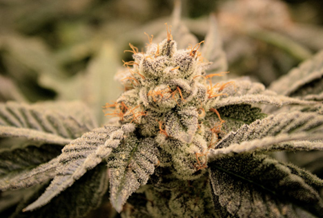 Photograph of product: Slap N Tickle I 14G