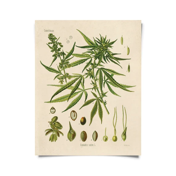Photograph of product: Curious I Vintage Botanical Oui'd Print 8x10