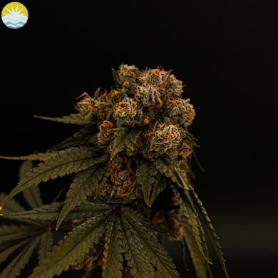 Photograph of product: Tokyo Snow - 3.5g