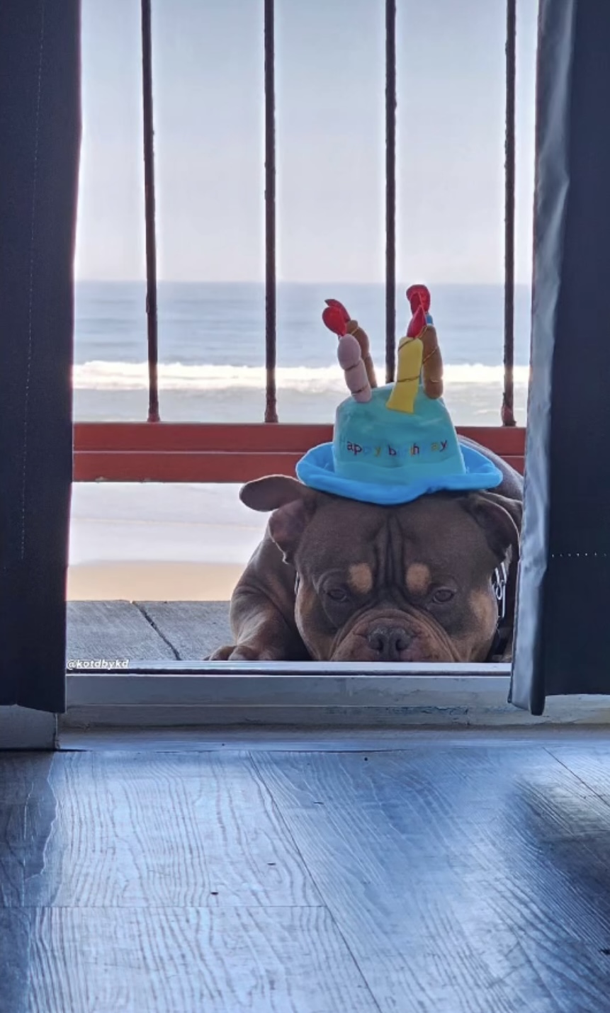 Photograph of product: Large Dog Birthday Hat w/ Candles