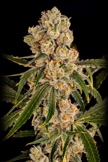 Photograph of product: The Jack | 3.5g Flower