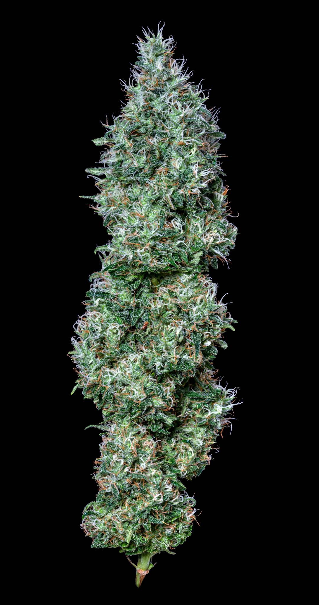 Photograph of product: AltSol: Black Russian - 3.5g