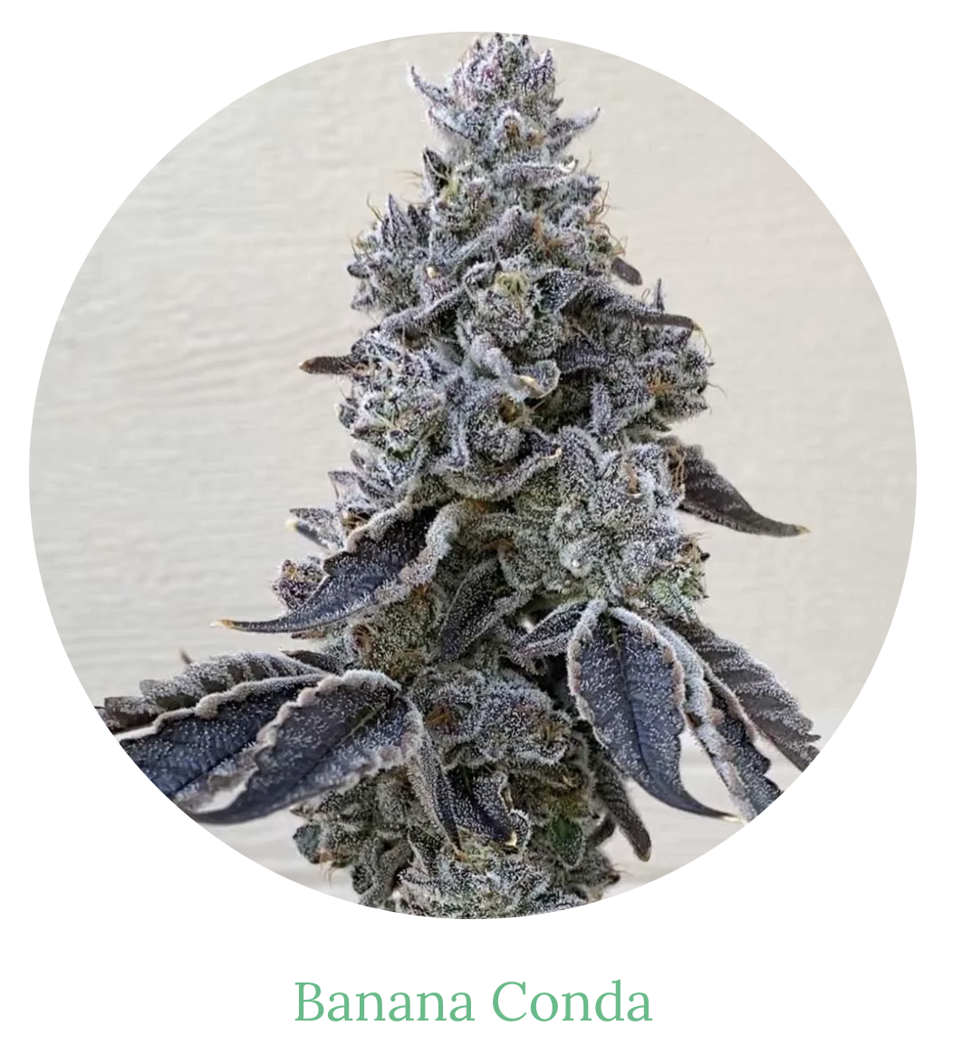 Photograph of product: 3.5g | Banana Conda