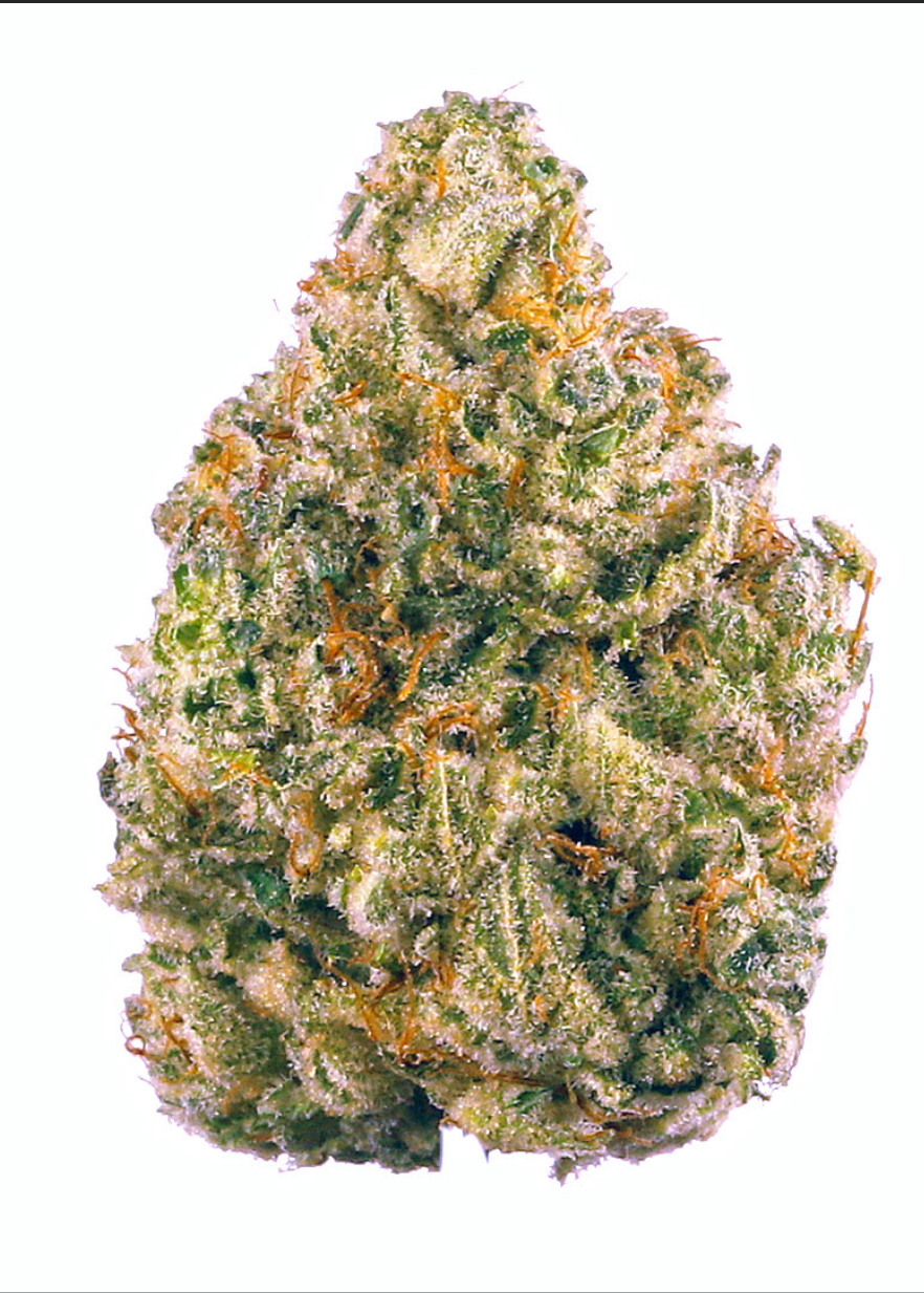 Photograph of product: Pruf Cultivar Ursa Major - 1g