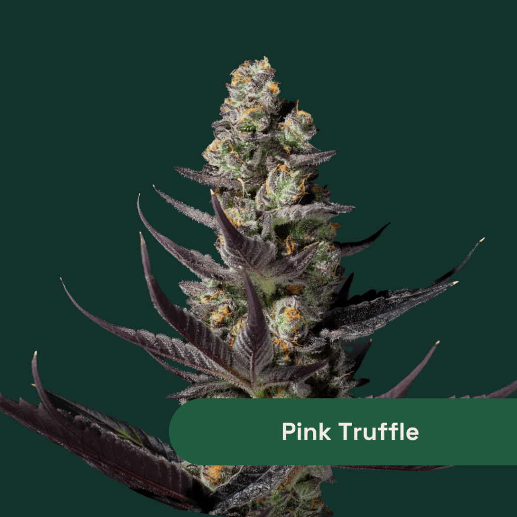 Photograph of product: The Botanist | Pink Truffle | 3.5g