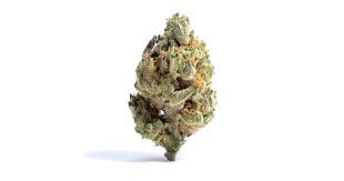 Photograph of product: TETRA | Apple Sundae 3.5g