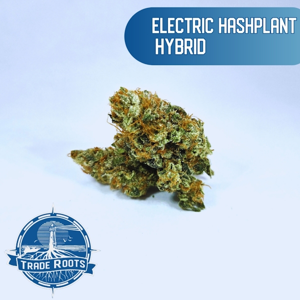 Photograph of product: Electric au chocolatplant | 3.5g