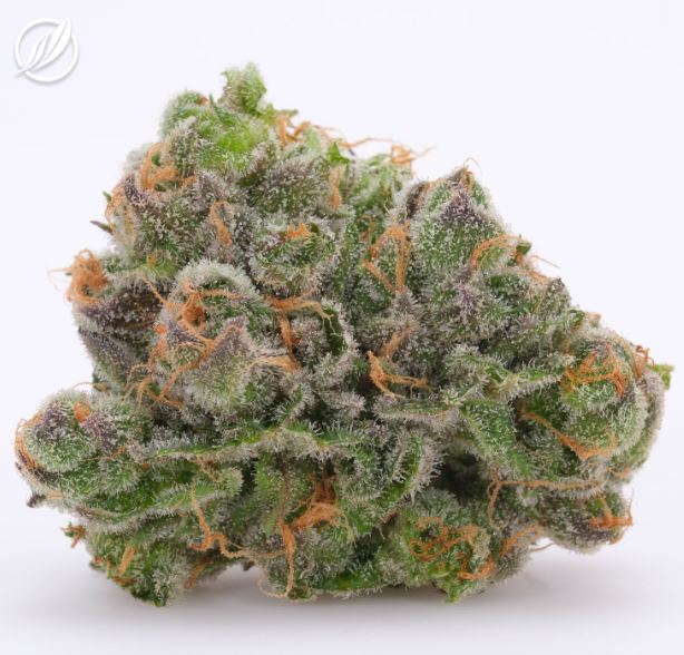 Photograph of product: Curaleaf Whole Flower GMO (H) 00960 TC 34.84% (AU) - 3.5g
