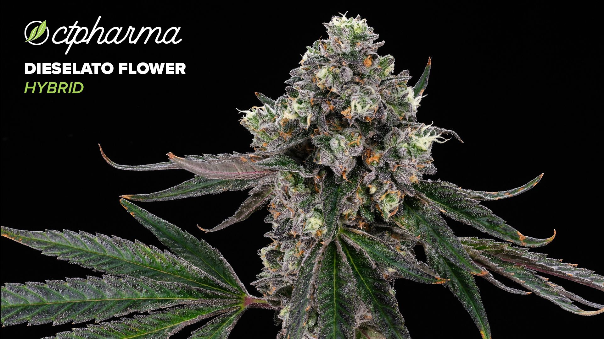 Photograph of product: CTPharma Dieselato Flower 22.18% (H) 3.5g - 25583