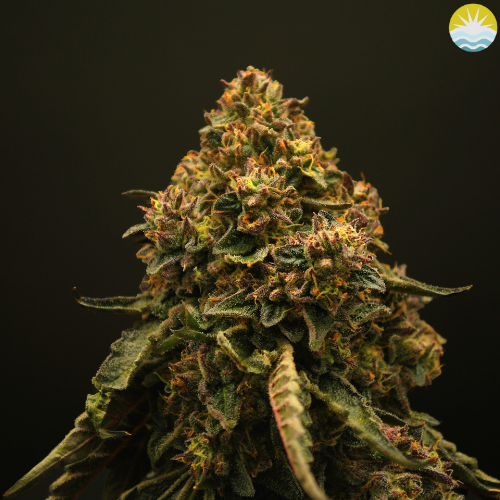 Photograph of product: Platinum Pave | 3.5g | Flower | Baked Beans