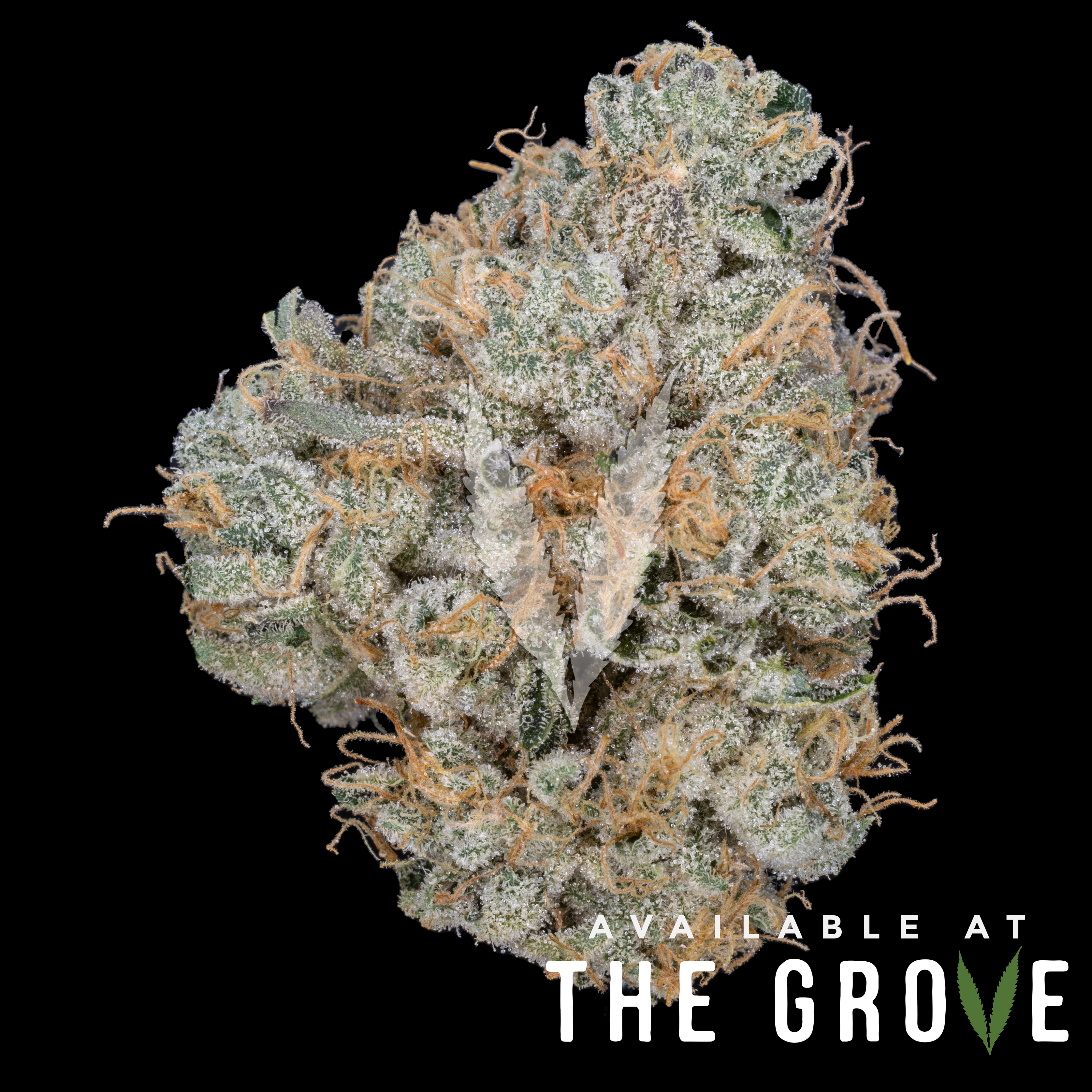Photograph of product: CBX | Casino Kush 1/8th - 3.5g