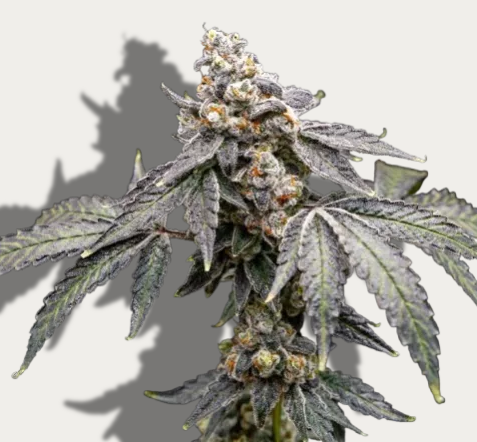 Photograph of Product: Banana Splitz - Vertical Cannabis - 3.5g Pre-Packaged