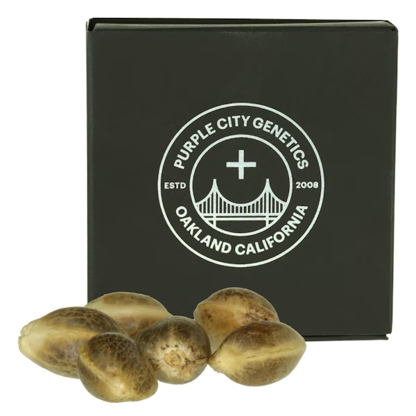 Photograph of product: Seeds | Cel-Ray (Feminized)