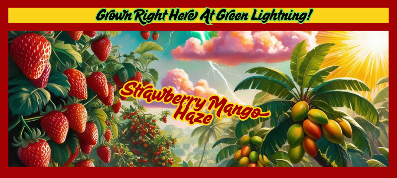 Photograph of product: Strawberry Mango Haze - 5 Pack